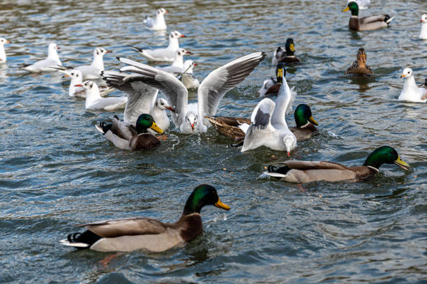 istock Black headed gulls in winter plumage, Chroicocephalus ridibundus 1291816536