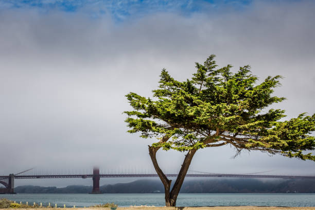 istock USA San Francisco attractions 1291817916