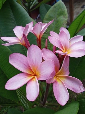 Pink Frangipani Flowers In Front Of Houses In The Raja Ampat Islands ...