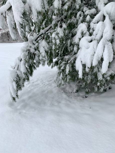 wczesne poranne białe sosny po śniegu - 4592 zdjęcia i obrazy z banku zdjęć