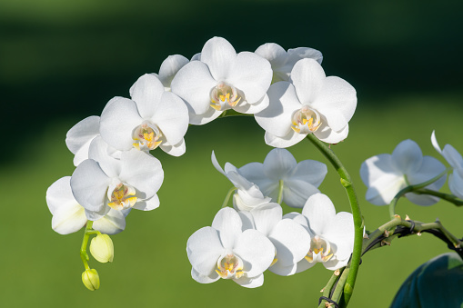 Close up of white orchids in bloom with a green background
