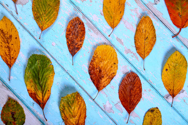istock Autumn golden tree leaves on a rustic blue wooden background 1291821720
