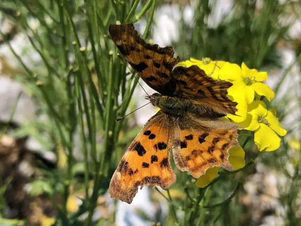 The Comma butterfly (Polygonia c-album), der C-Falter Schmetterling, Leptir kontinentalna riđa - Ucka nature park, Croatia or Park prirode Učka, Hrvatska
