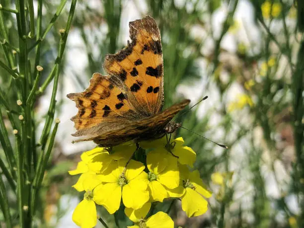 The Comma butterfly (Polygonia c-album), der C-Falter Schmetterling, Leptir kontinentalna riđa - Ucka nature park, Croatia or Park prirode Učka, Hrvatska