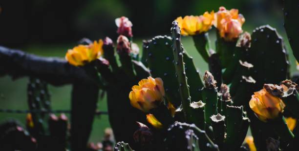 istock Yellow cactus flowers blossoming in late spring. 1291823221