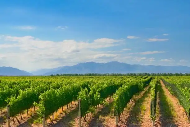 Vineyard in a wine making estate in Tupungato, province of Mendoza, Argentina.