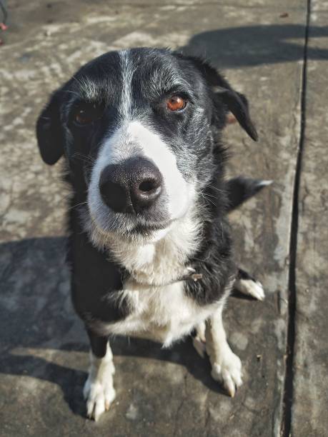 istock McNab Dog Gazes Up Past the Camera 1291824183