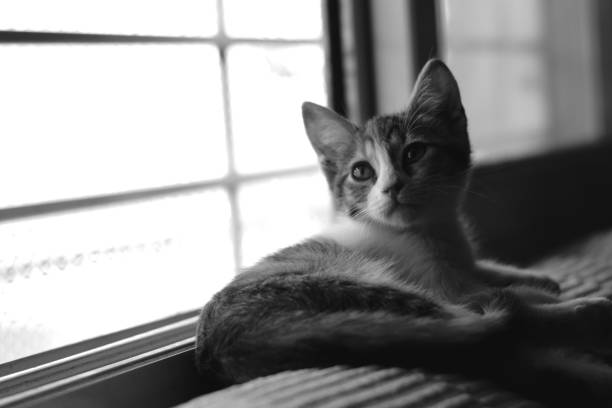 istock Cute tabby kitten lying by a window. Black and white. 1291824199