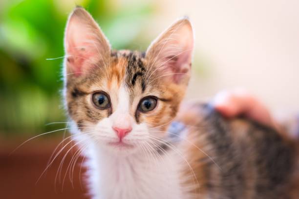 istock Cute calico tabby kitten staring at the camera. 1291824403