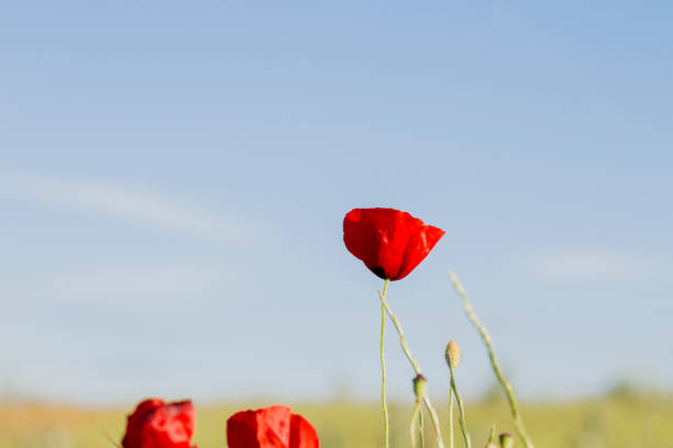 istock Wild red poppy flower 1291825382