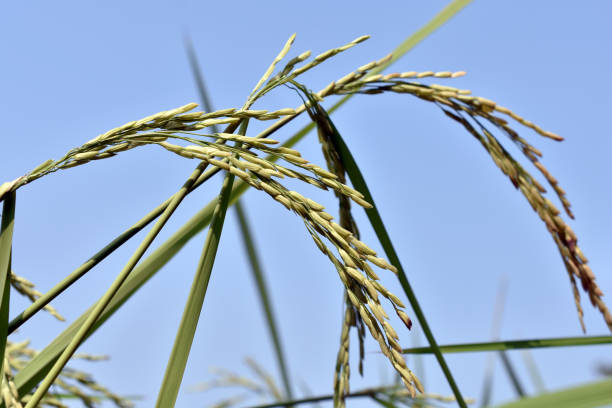 푸른 하늘을 배경으로 한 패디 라이스 - malt sky grass field 뉴스 사진 이미지