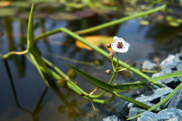 section of a small overgrown pond with flowering, arrowhead close-up on a sunny day