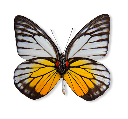 Red Spot Saw Tooth Butterfly isolated on white background with clipping path