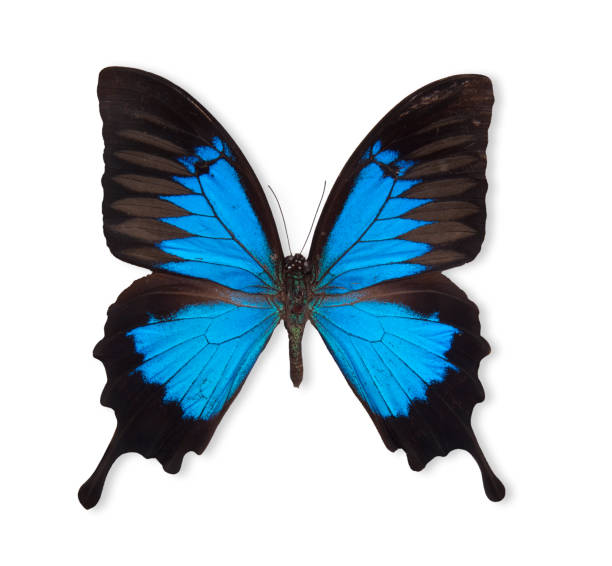 beautiful abstract butterfly
