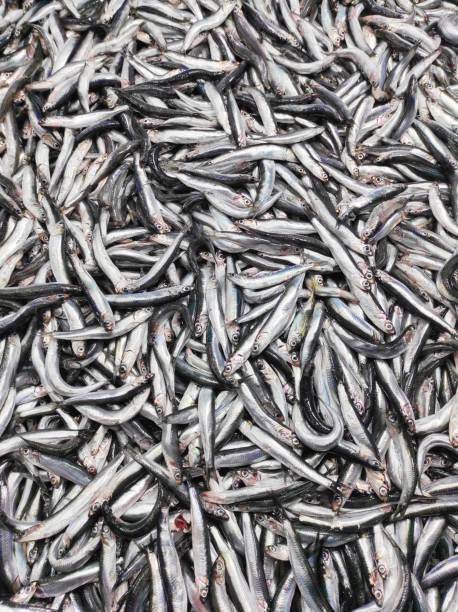 istock Fresh fishes 1291829942