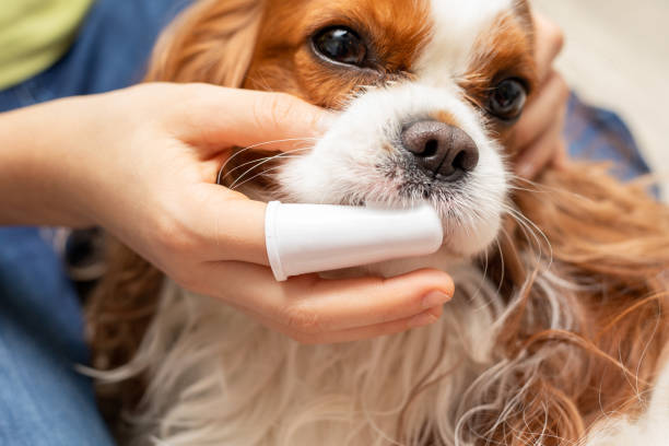 Home cleaning of teeth Cute dog Cavalier King Charles Spaniel. Taking care of animal. Close-up photo Home cleaning of teeth Cute dog Cavalier King Charles Spaniel. Taking care of the animal. Close-up photo animal brush stock pictures, royalty-free photos & images