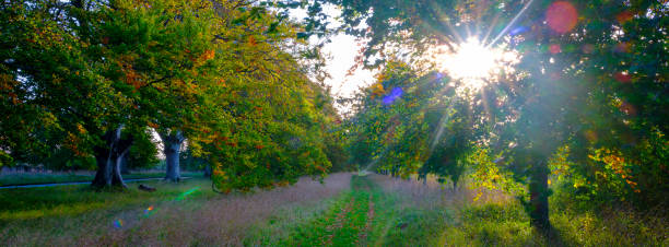 킹스턴 레이시, 도싯 근처 비치 나무 애비뉴에 이른 아침 가을 조명 - tree road avenue dorset 뉴스 사진 이미지