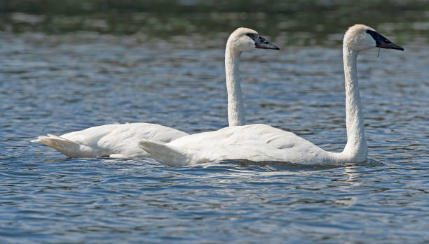 istock Mating Pair of Trumpeter Swans 1291830969