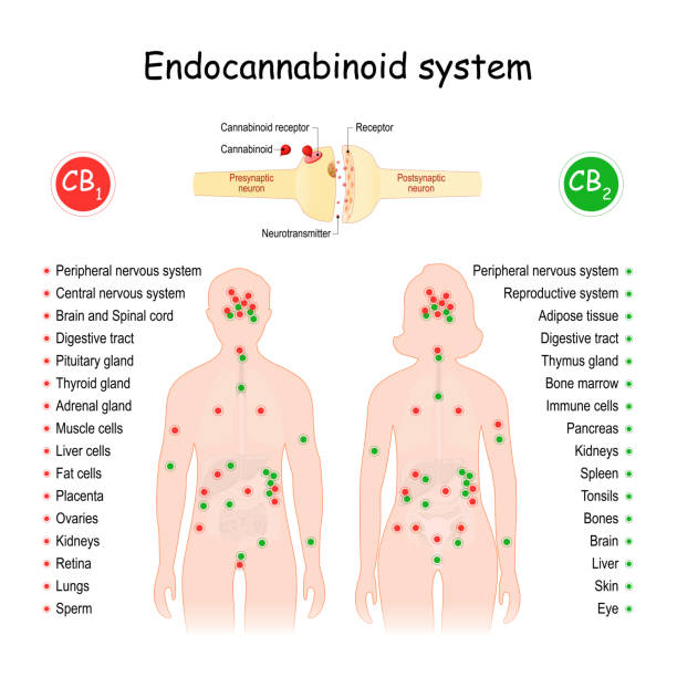 엔도칸 나비 노이드 시스템. cb1 및 cb2 수용체. - receptor stock illustrations