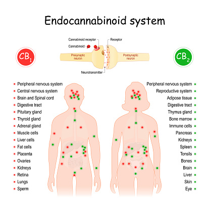 Endocannabinoid System. CB1 and CB2 Receptors. Central regulatory system that affects of biological processes in human body. Silhouette of a man and woman with internal organs and  receptor areas. Close-up of neurons, with Cannabinoids, and Neurotransmitters.