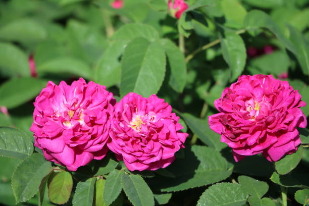 istock Rosa canina blooming in summer, Sweden 1291835017