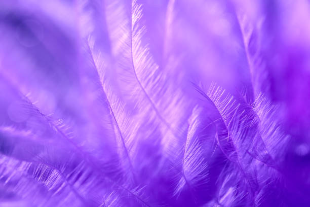 istock Beautiful purple abstract background. Macro fluffy violet feather. Art image. Selective focus. 1291835440