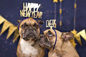 Lustige französische Bulldogge Hunde tragen goldene Party Feier Stirnbänder mit Denkwörtern "Happy New Year" und "Cheers" vor blauem Hintergrund