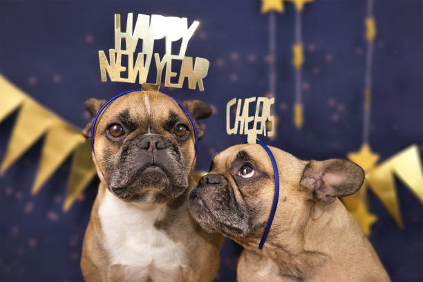 divertidos perros bulldog franceses que llevan diademas de celebración de fiesta de oro con palabras 'feliz año nuevo' y 'cheers' frente a fondo azul - happy new year fotografías e imágenes de stock
