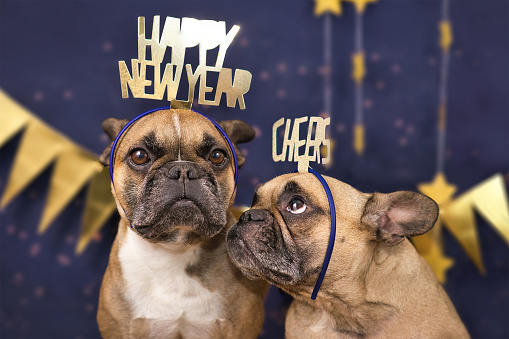 Funny French Bulldog dogs wearing golden party celebration headbands with words 'Happy new year' and 'cheers' in front of blue background