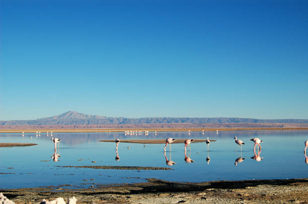istock flamingos on a lake in the Atacama 1291836487