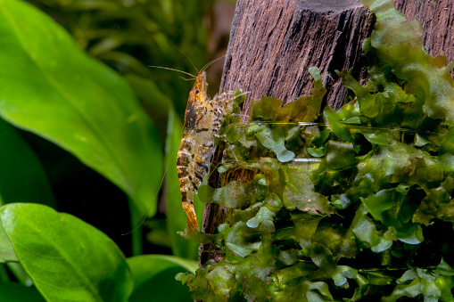Golden or yellow tiger dwarf shrimp stay on timber covered by green moss in fresh water aquarium tank.