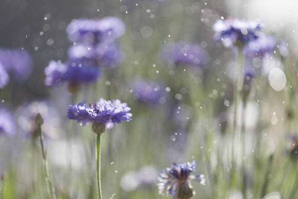 Bachelor Buttons in the Garden with sprinkle bokeh in Sacramento, CA, United States