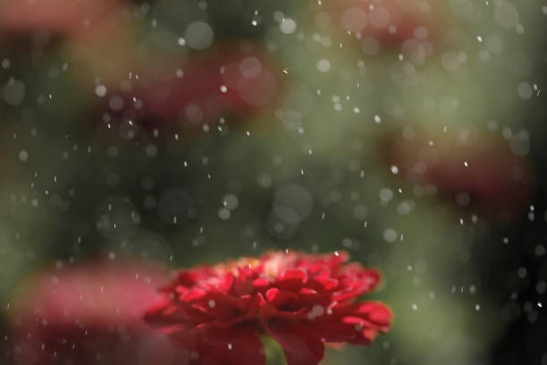 A striking red flower (Gerbera) stands out against a blurred garden backdrop, surrounded by a shower of sparkling rain droplets, creating a magical and refreshing atmosphere.