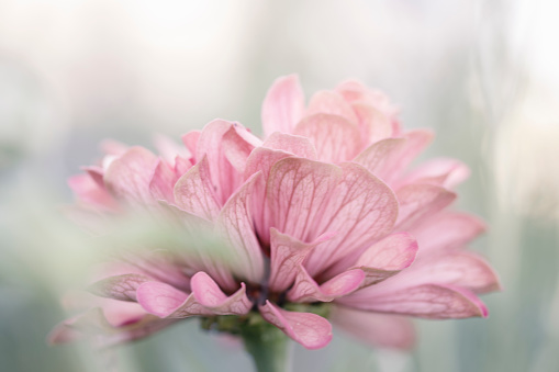 soft pink zinnia up close with gentle feel in Sacramento, CA, United States