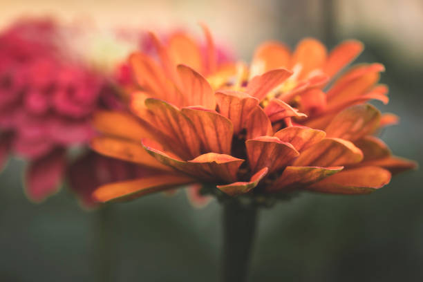 deep orange zinnia up close showing petal details in Sacramento, CA, United States