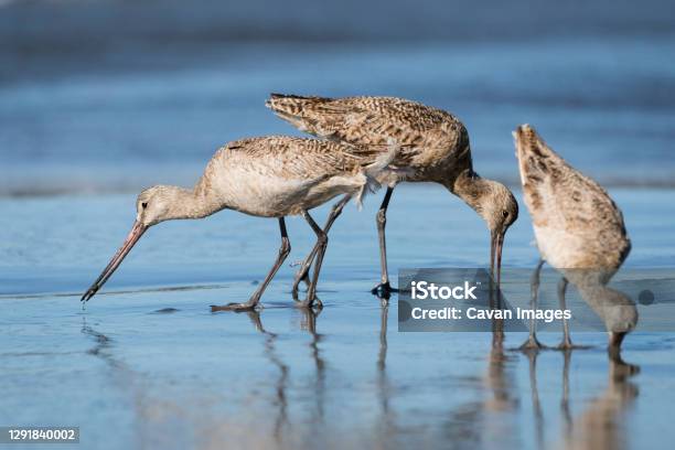 Three Marbled Godwits Feeding Along The Oceans Edge Stock Photo - Download Image Now