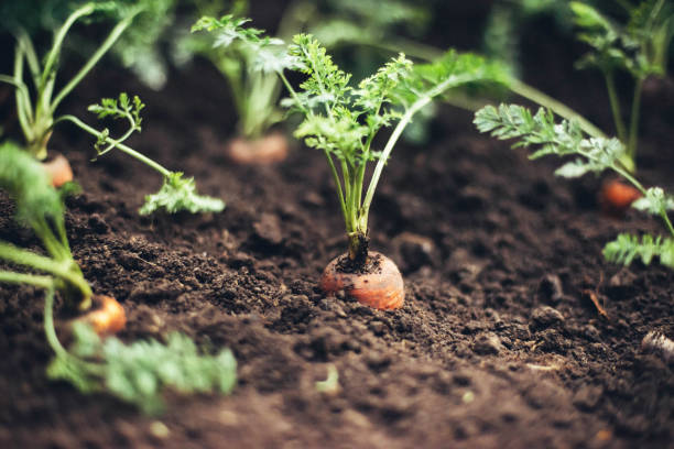 istock Many  carrots  from the garden. 1291840035