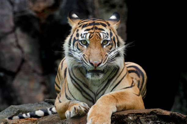 istock portrait of a sumatran tigers 1291840056