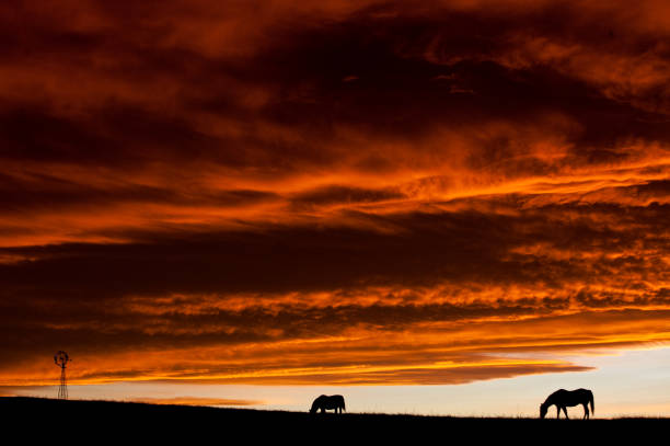 istock Two Horses On The Great Plains Against Dramatic Sunset Sky 1291840785