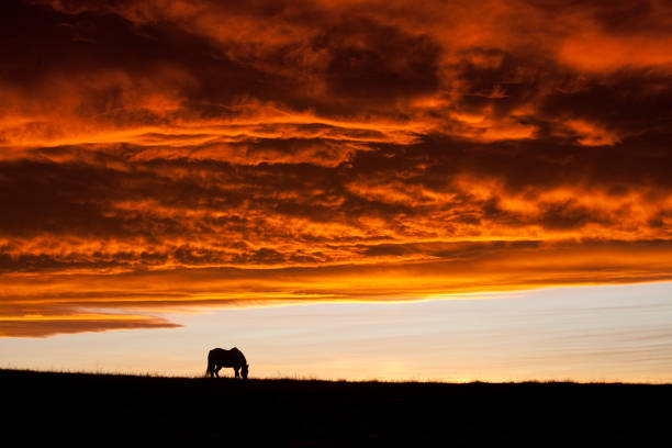 istock Single Horse On The Great Plains Against Dramatic Sunset Sky 1291840843