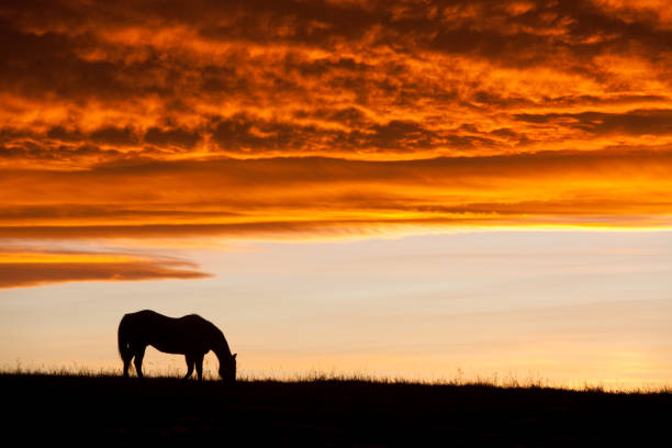 istock Single Horse On The Great Plains Against Dramatic Sunset Sky 1291840863