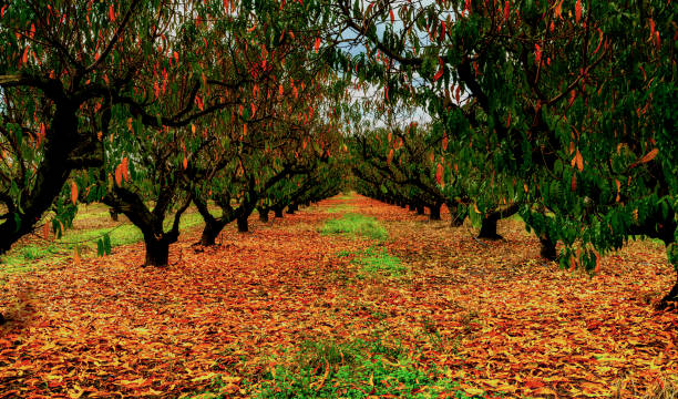istock Peach Trees farms in fall 1291841134