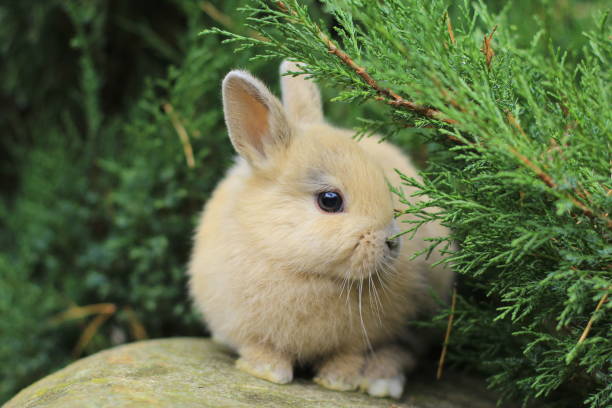 Rabbits Dwarf Rabbit Aries - Free photo on Pixabay