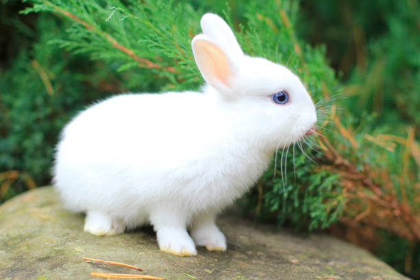 istock funny cute white rabbit with blue eyes 1291841343