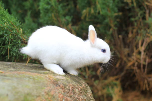 funny white rabbit is preparing to jump