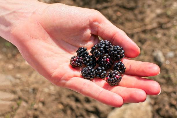istock Outstretched woman's hand full of blackberries 1291842139