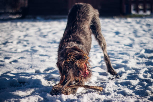 istock In the snow, Bohemian Wirehaired Pointing Griffon stripped the wood into small splinters. A game of wood. Barbu tcheque plays in the snow. He's girly with his catch. Typical Czech hunting breed 1291842196