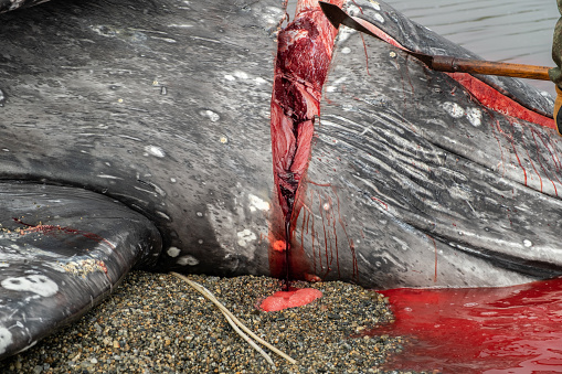 Carcass of the killed whale with the cut throat from which blood flows.