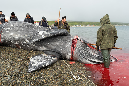 Lavrentiia, Chukotski region, Russia - August 5, 2020: The natives of Chukotka have caught a whale and are now cutting it into pieces.