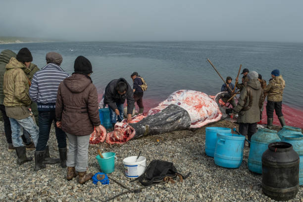 Lavrentiia, Chukotski region, Russia - August 5, 2020: The natives of Chukotka have caught a whale and are now cutting it into pieces.
